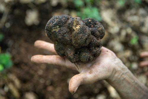 Feast Truffle Umbria