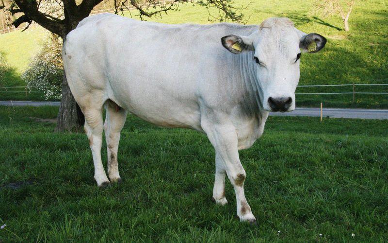 FEAST piedmontese cow Fassona